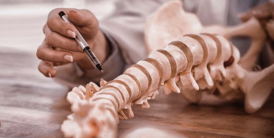 A gerinc felépítése és amit a gerincsérvről tudni érdemes